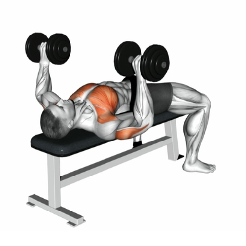 Bench Press (Dumbbell)